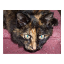 Torties Rule! Post Cards