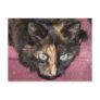Torties Rule! Post Cards