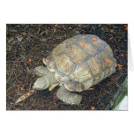 Tortise cards