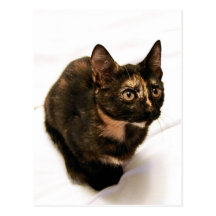 Tortitude Postcard