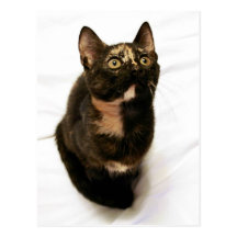 Tortitude Postcard
