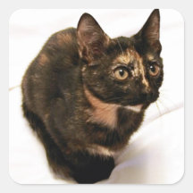 Tortitude Sticker