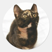 Tortitude Sticker