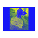 Tortoise and the Goat Post Cards