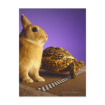 Tortoise and the hare post cards