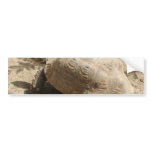 Tortoise bumper stickers