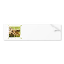 Tortoise Bumper Stickers
