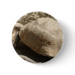 Tortoise buttons