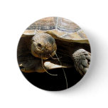 Tortoise Button Pin Party Favours