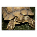 Tortoise cards