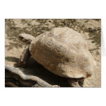Tortoise cards