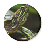 Tortoise Close Up magnets