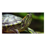 Tortoise Close Up photo cards