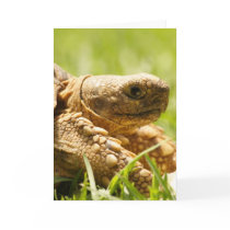 Tortoise Greeting Card