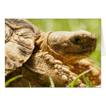 Tortoise Greeting Card
