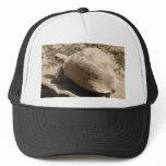 Tortoise hats