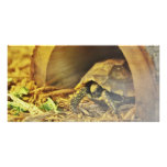 Tortoise hiding in shell 2 photo cards