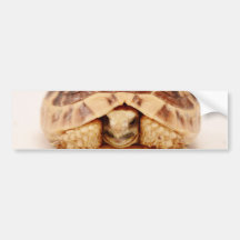 Tortoise hiding in shell bumper stickers