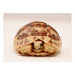 Tortoise hiding in shell business card