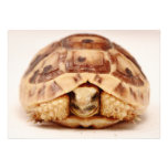 Tortoise hiding in shell invitations
