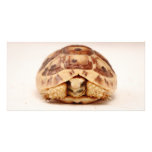 Tortoise hiding in shell photo cards