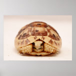 Tortoise hiding in shell posters
