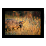 Tortoise in Grass Greeting Card