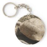 Tortoise keychains