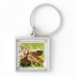 Tortoise Keychain