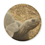 Tortoise magnets