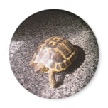 Tortoise magnets
