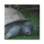 Tortoise magnets