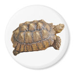 Tortoise - Magnet