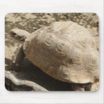 Tortoise mousepads