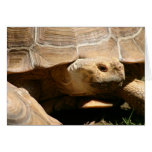 Tortoise not Hare cards