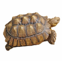 Tortoise - Ornament Photo Cutouts
