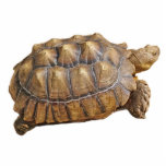 Tortoise - Ornament photo sculptures
