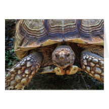 Tortoise Photo Greeting Cards