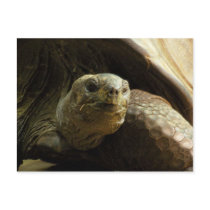 tortoise postcard