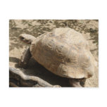 Tortoise postcards