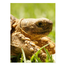 Tortoise Postcard