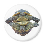 Tortoise Round Magnet