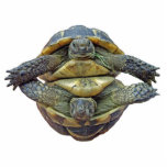Tortoise Round Ornament photo sculptures