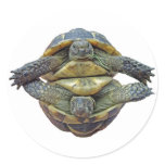 Tortoise round - Sticker