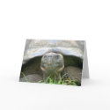 Tortoise, Santa Cruz Island, Galapagos cards