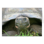 Tortoise, Santa Cruz Island, Galapagos Cards