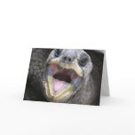 Tortoise Says Hi! Card