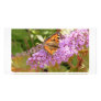 Tortoise shell, Butterfly Photo Cards
