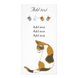 tortoise-shell cat photo cards