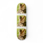 Tortoise Skateboard